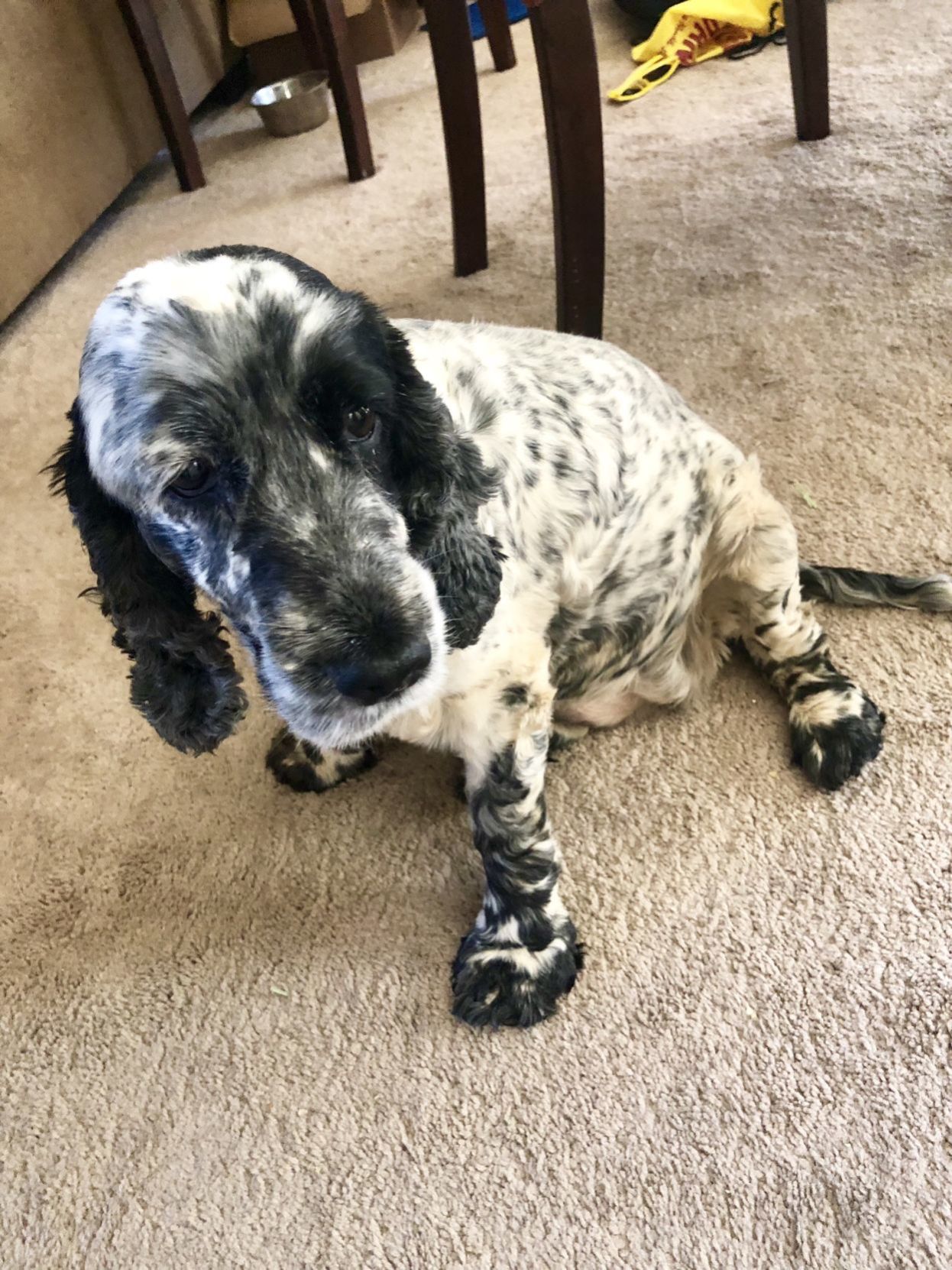 Pic of the Litter: Lola